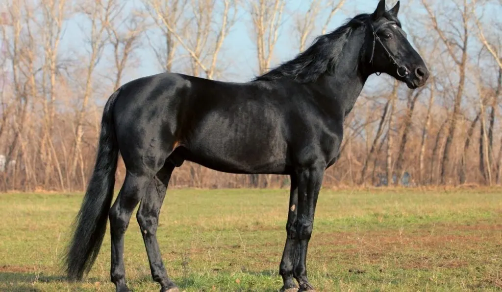 Thoroughbred Stallion