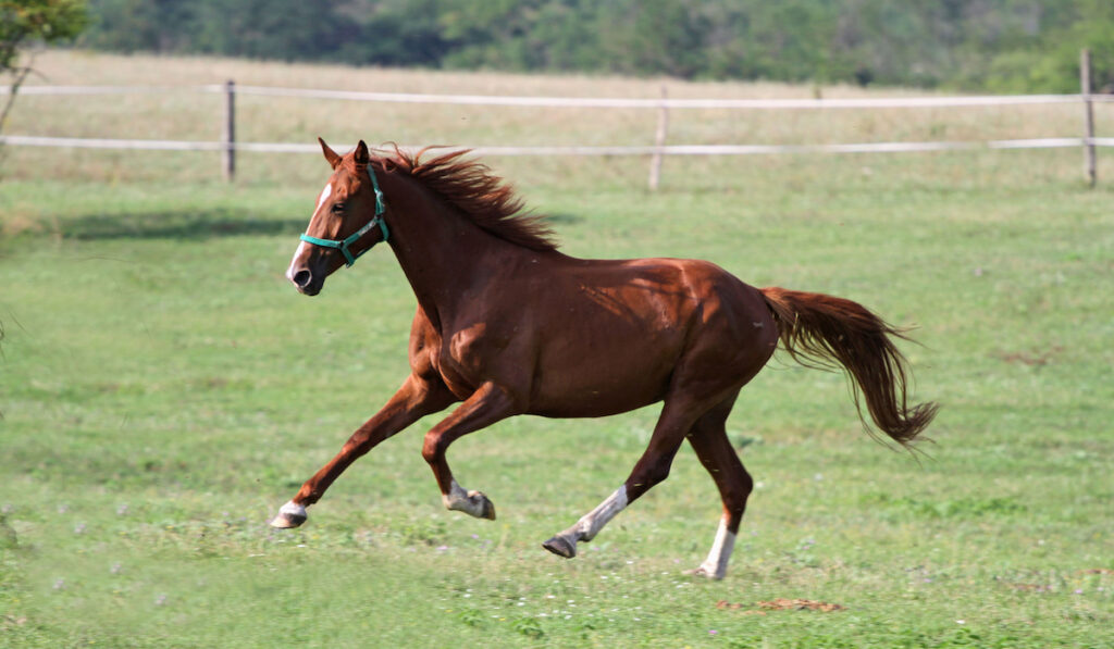 Thoroughbred anglo-arabian horse galloping in pasture enjoying summer sunshine
