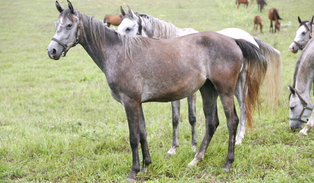 Thoroughbred arabian horse grazing in meadow