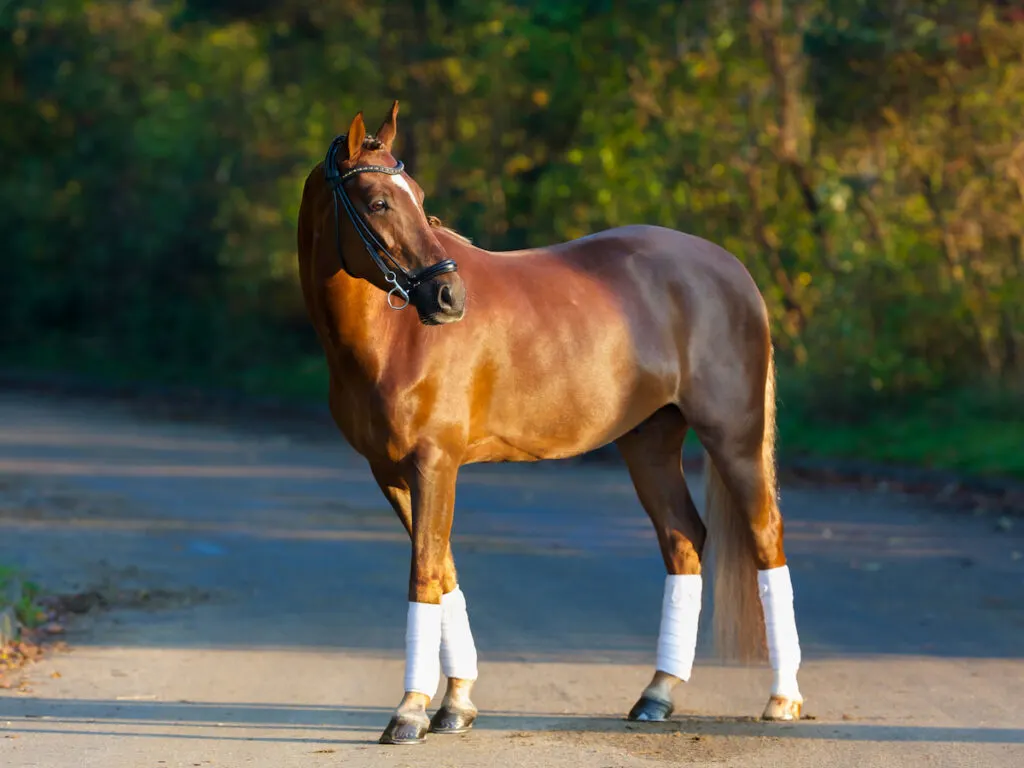 Thoroughbred brown horse outdoors on a sunny summer day