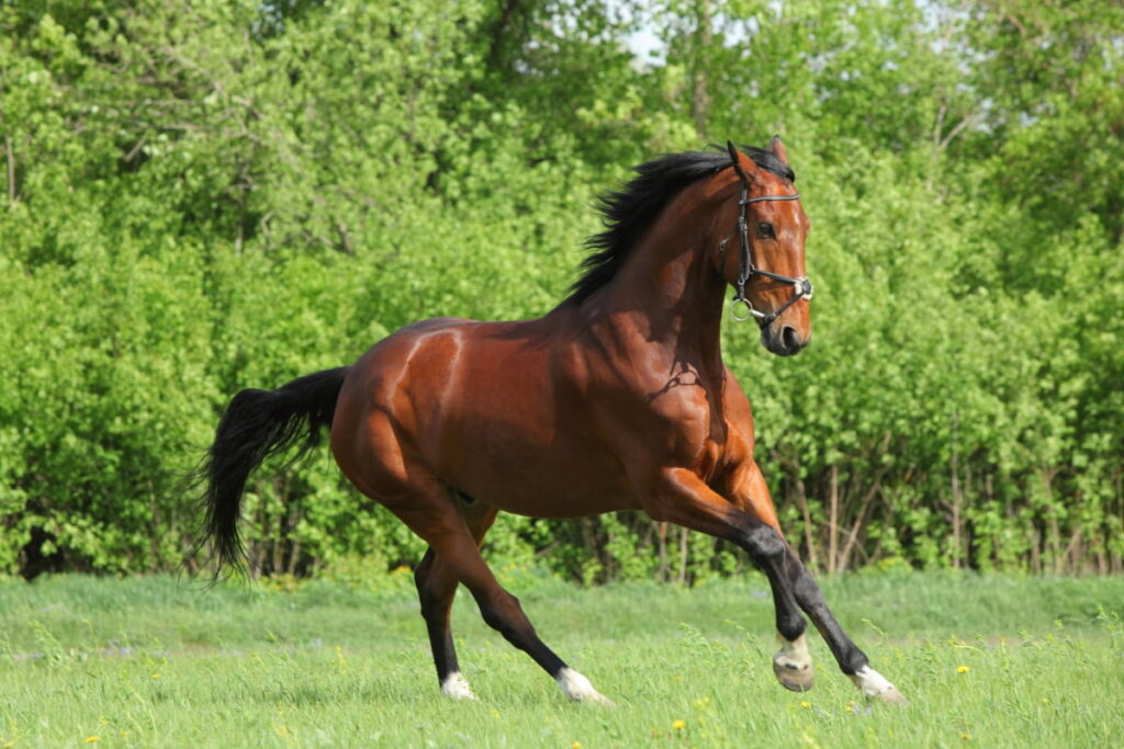 Thoroughbred horse galloping in the green pasture 