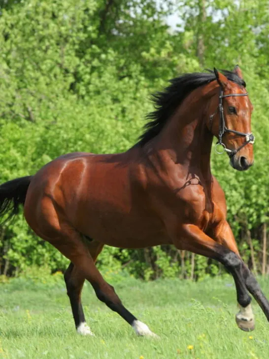 Thoroughbred horse galloping in the green pasture