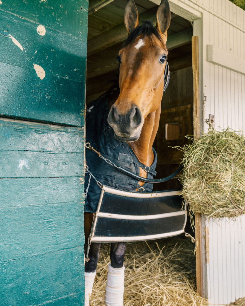 Thoroughbred race horse in a stable