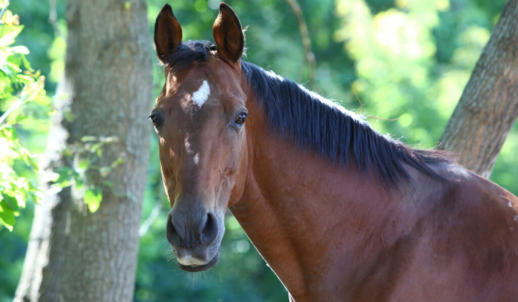 Thoroughbred race horse 