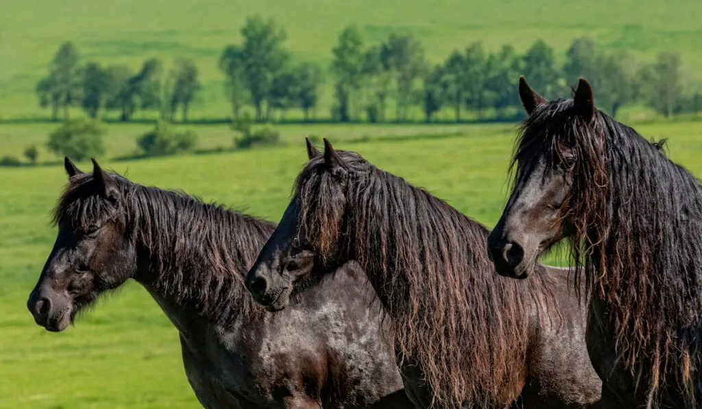 Three Beautiful merens mares standing on a green field 