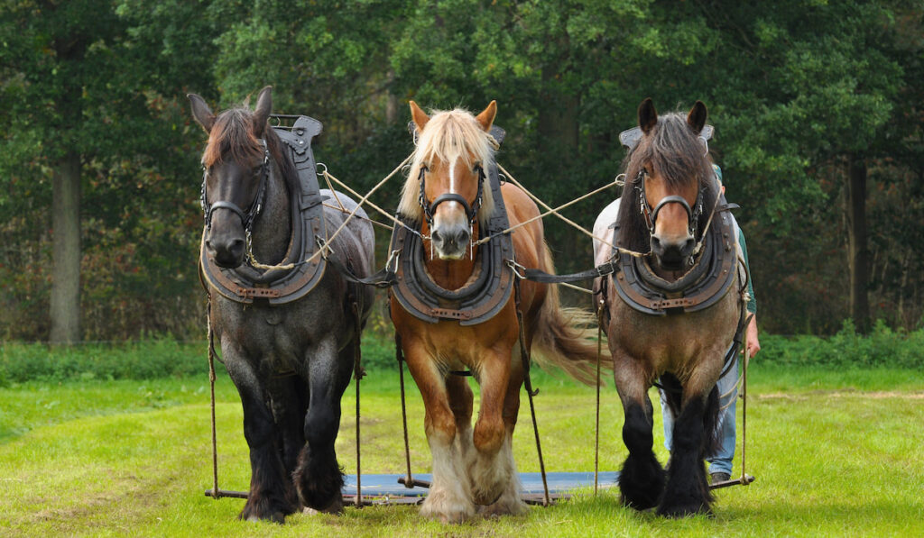 Three Belgian Heavy Draft Horses in a field