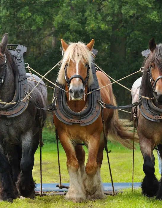 Belgian Horse in the field