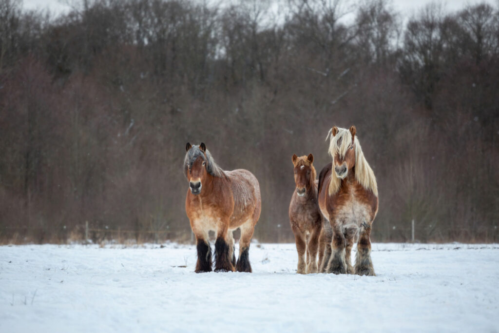 Three Belgian horses standing on the snow