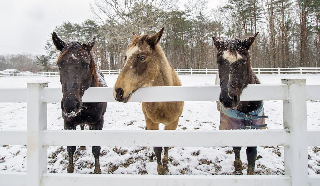 Three Horses standing against  white vinyl fence in the snow