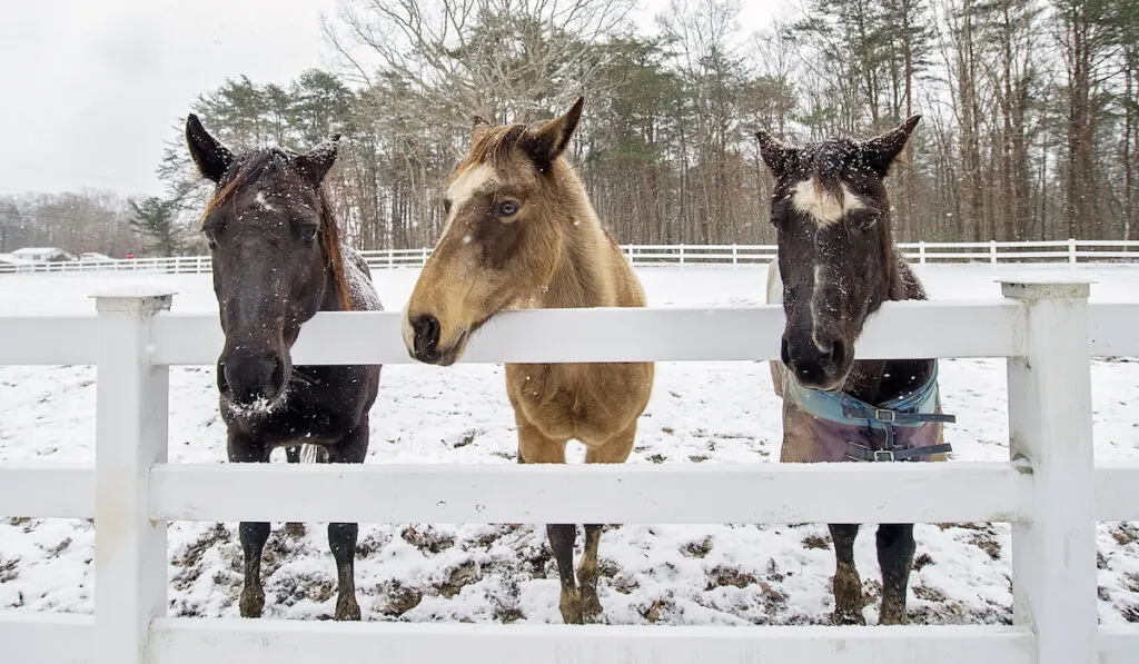 Three Horses standing against white vinyl fence in the snow