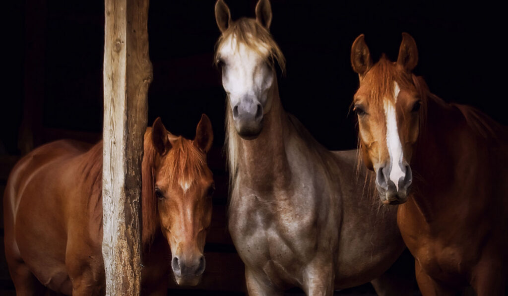 Three Arabian horses in the paddock