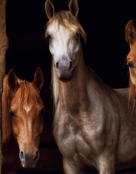 Three-arabian-horses-in-the-paddock