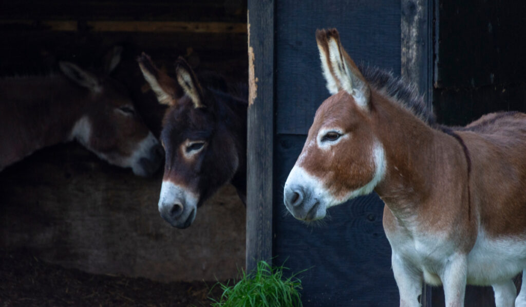 three donkeys resting in the stable