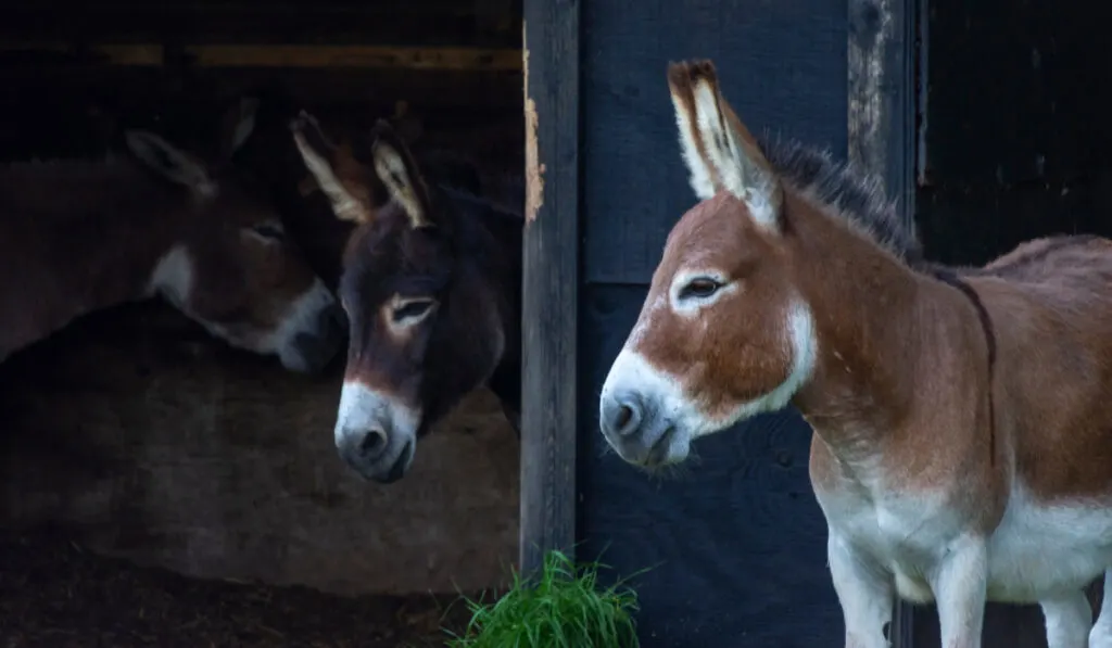 Three donkeys relaxing in their stable