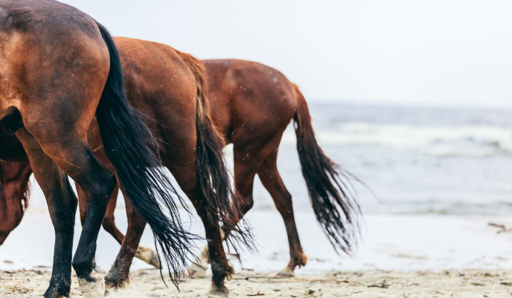 Three horse rumps tails on the beach 