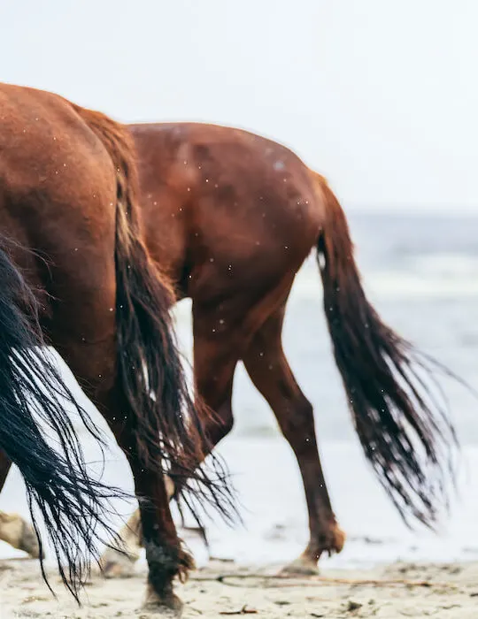 Three-horse-rumps-tails-on-the-beach