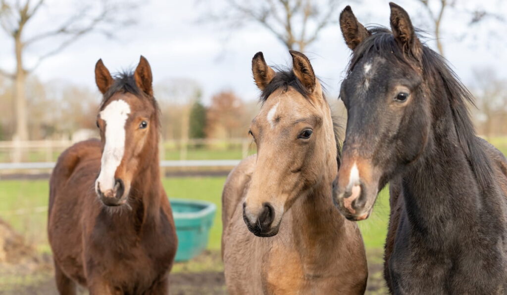 Three one year old horses in the pasture 