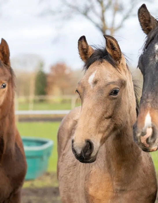 Three one year old horses in the pasture