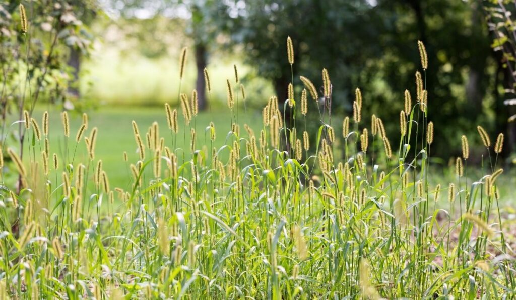 Timothy Grass Hay