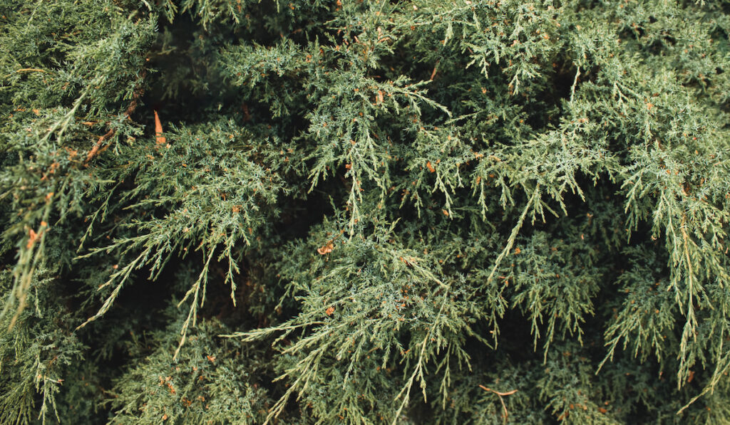 Top view of Abstract grey juniper shrub