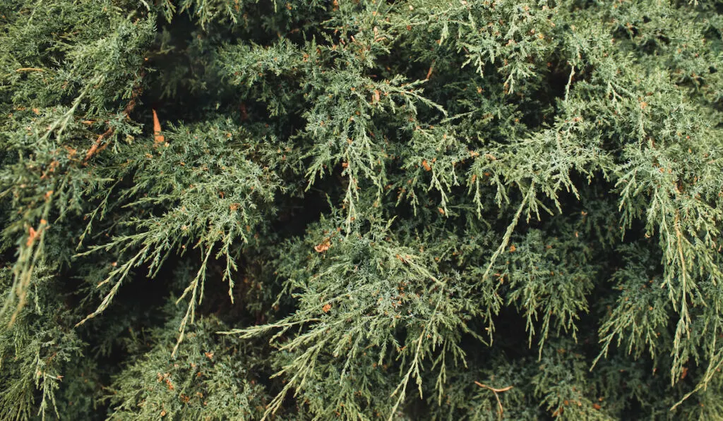 Top view of Abstract grey juniper shrub