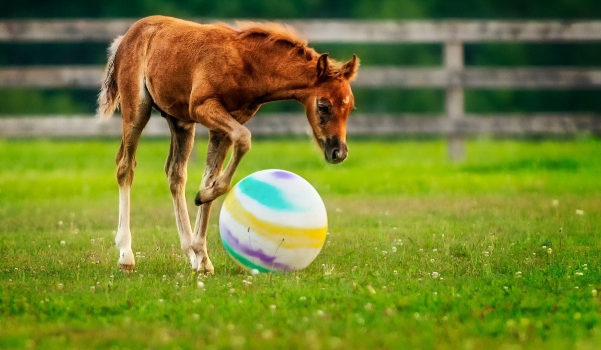 ball for horse to play with