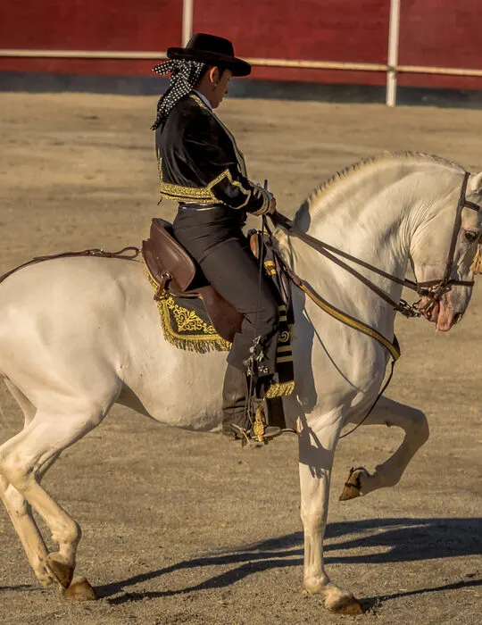person riding a horse