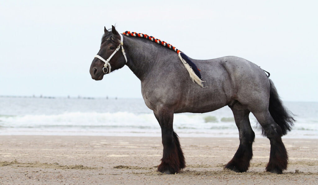 Traditional braided dutch draft horse at the beach in the Netherlands
