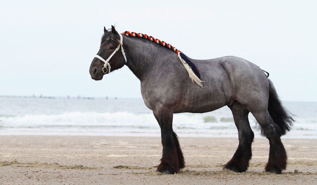 Traditional braided dutch draft horse at the beach in the Netherlands