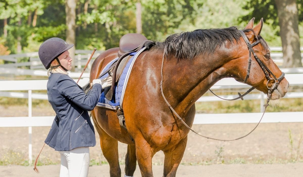 How To Teach A Horse To Lunge Helpful Horse Hints
