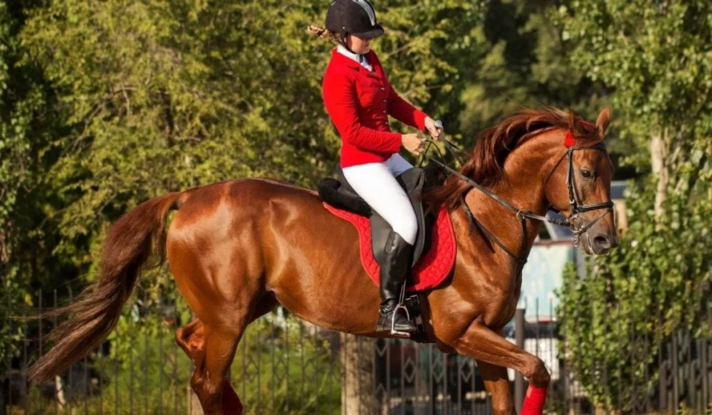 Training Gaited Horse