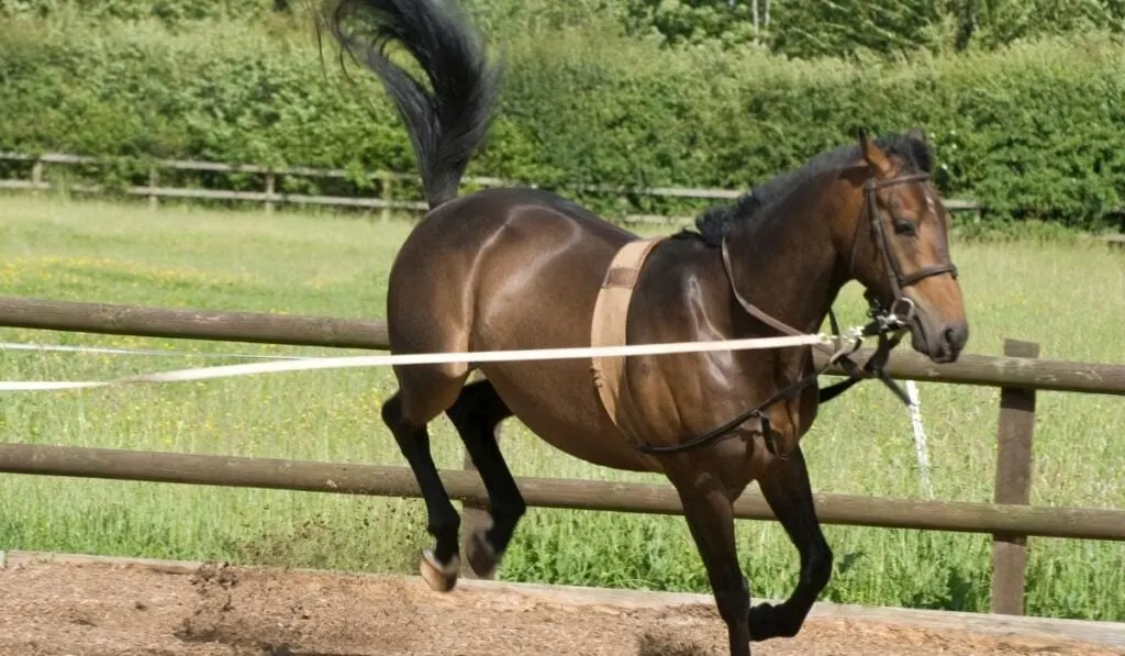 How To Teach A Horse To Lunge Helpful Horse Hints