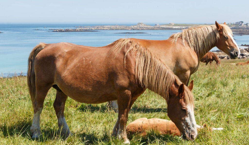 Trait Breton horses in a field near the coast in Brittany