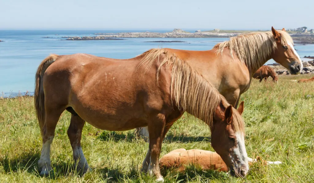 Trait Breton horses in a field near the coast in Brittany