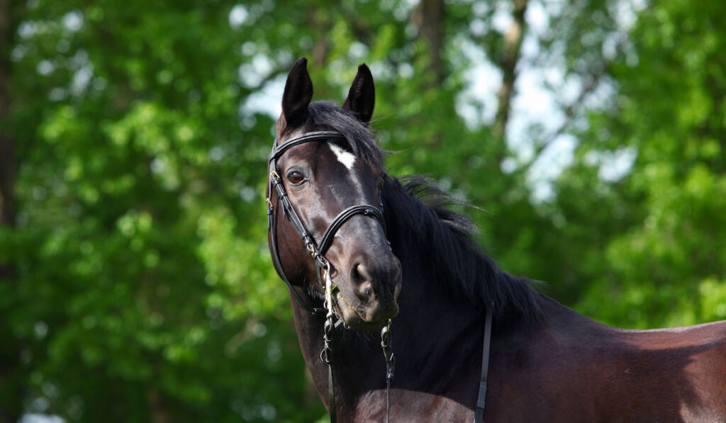 Trakehner Horse with classic briddle on green nature background