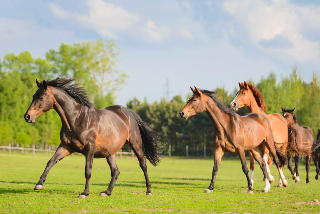 Trakehner horses running on a field on a summer day