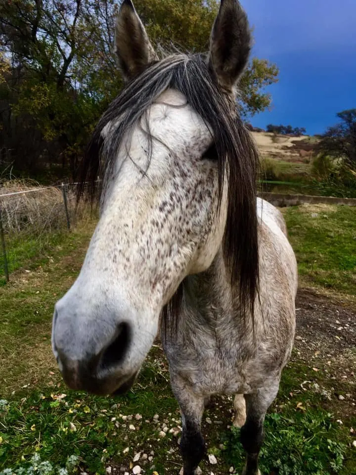 BLM Mustang horse with long mane