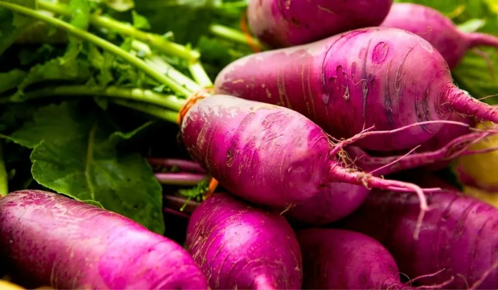 Fresh Turnips