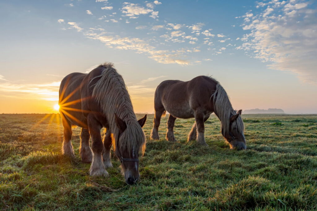 Two Belgian horses grazing during sunset