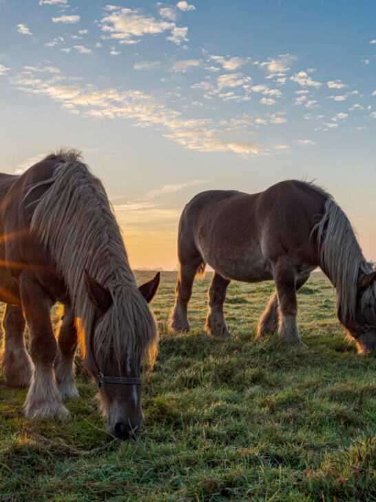 two belgian horses grazing during sunset