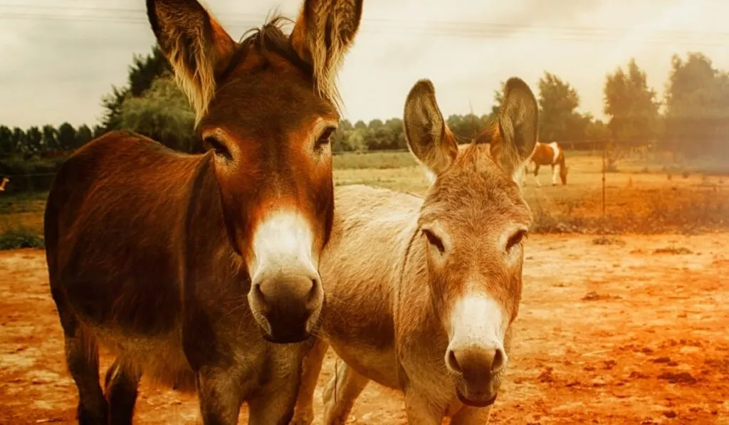 Two Brown Donkeys
