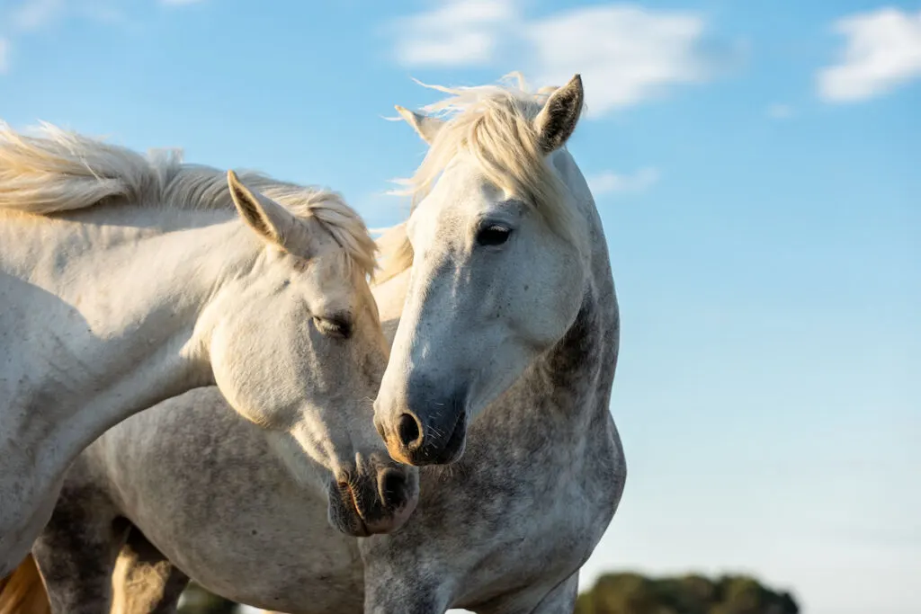 Two Camargue Horses in the south of France