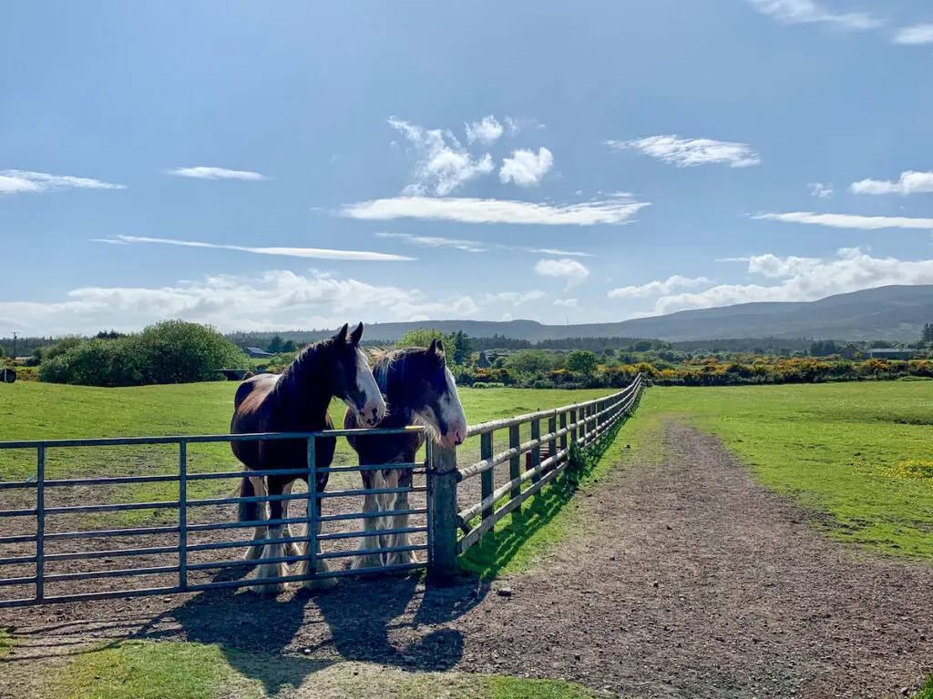 Two Clydesdale horse standing and waiting behind a wooden fence