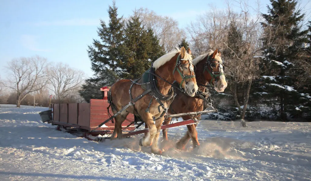 Two Clydesdale horses drawn sleigh rides in winter