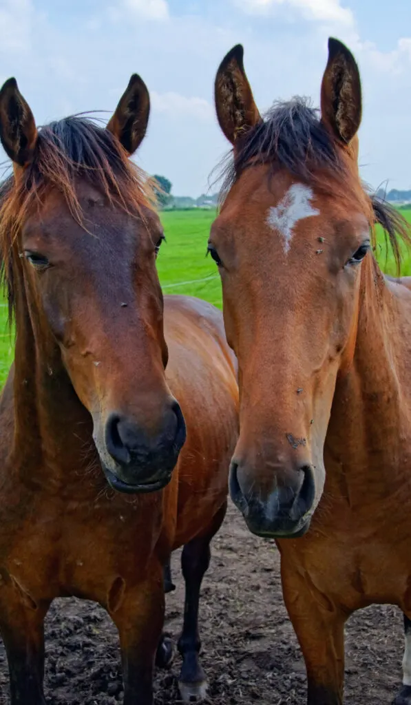 Two Danish warmbloods