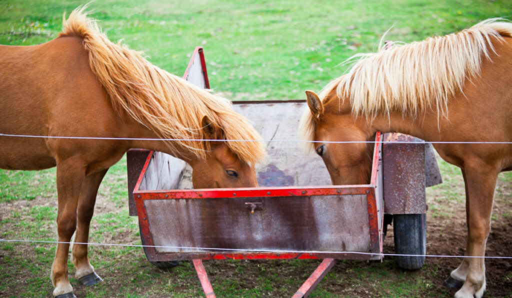 Two Eating Brown Horses