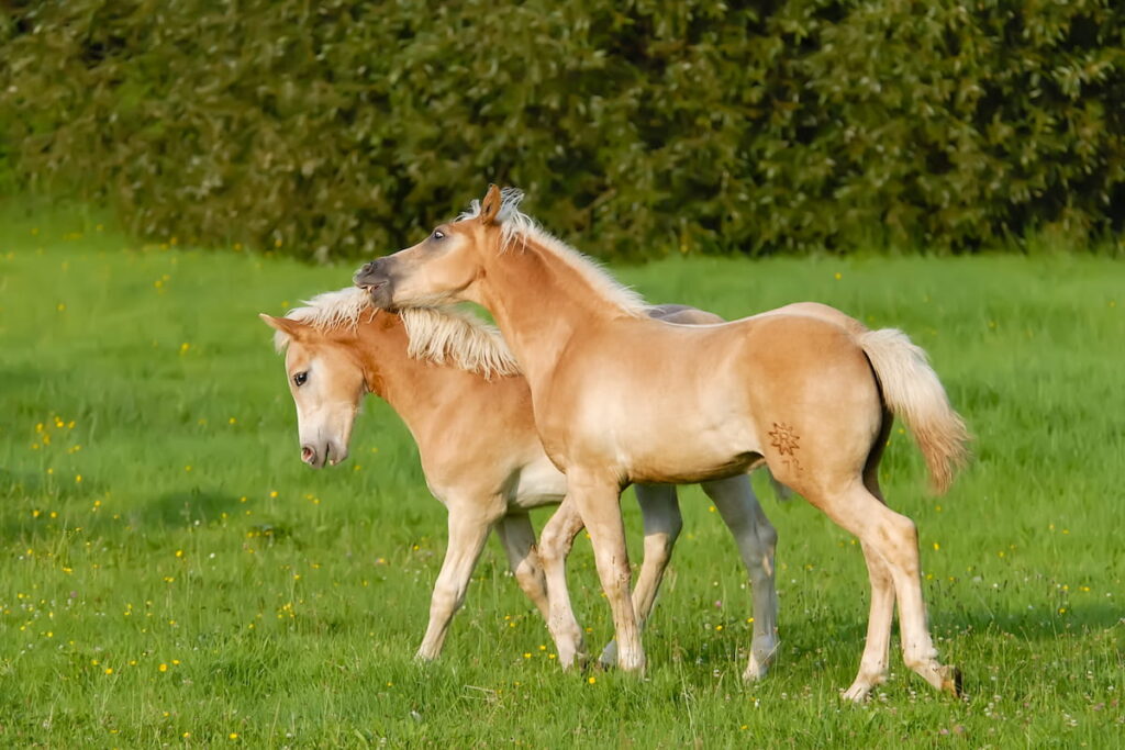 Two Haflinger horses