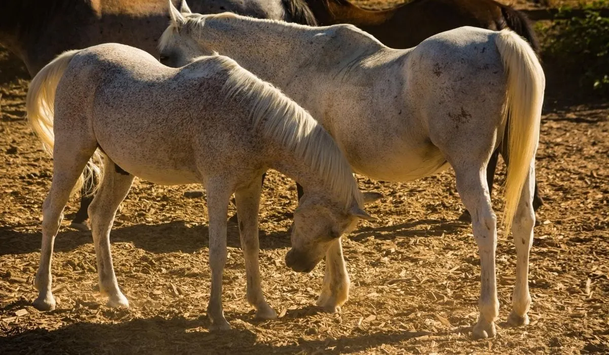 Two Horse Bitten Fleas