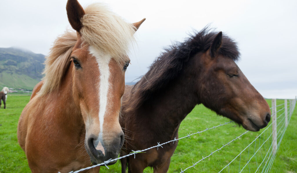 Two Icelandic horses with chestnut hair coat behind wire fence on the farm