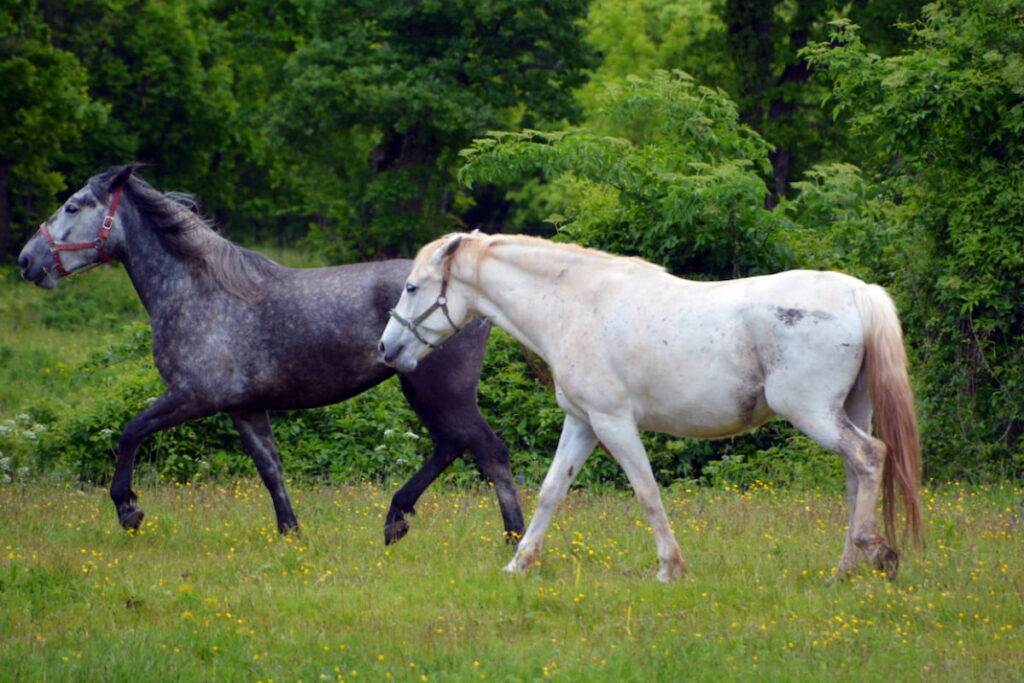 Two Lipizzan horses grazing on the green pasture 